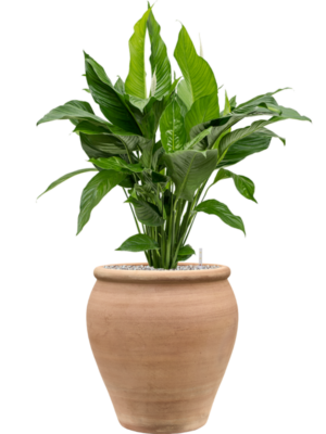 Spathiphyllum 'Sweet Lauretta' en Terra Antica