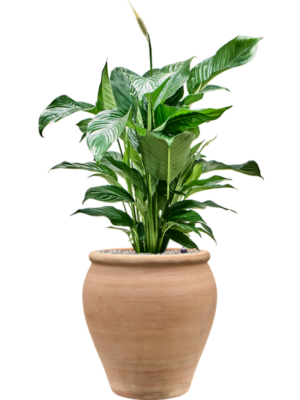 Spathiphyllum 'Sweet Lauretta' en Terra Antica