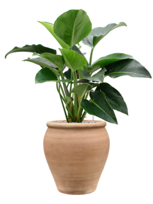 Philodendron 'Green Beauty' en Terra Antica
