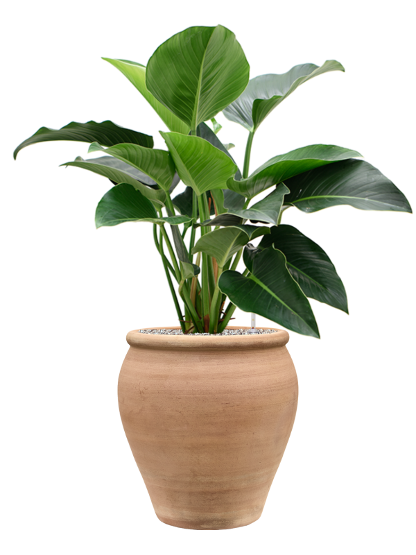 Philodendron 'Green Beauty' en Terra Antica, Private label