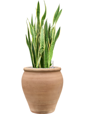 Sansevieria trifasciata 'Laurentii' en Terra Antica