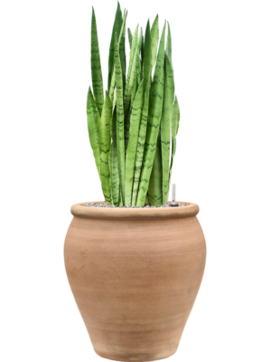 Sansevieria trifasciata 'Silver Mist' en Terra Antica