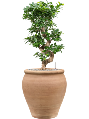 Ficus microcarpa 'Compacta' en Terra Antica
