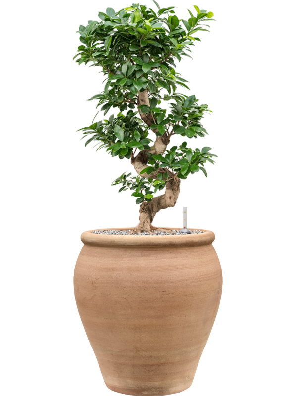 Ficus microcarpa 'Compacta' en Terra Antica, Private label