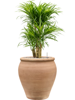Pleomele (Dracaena) 'Anita Variegata' en Terra Antica