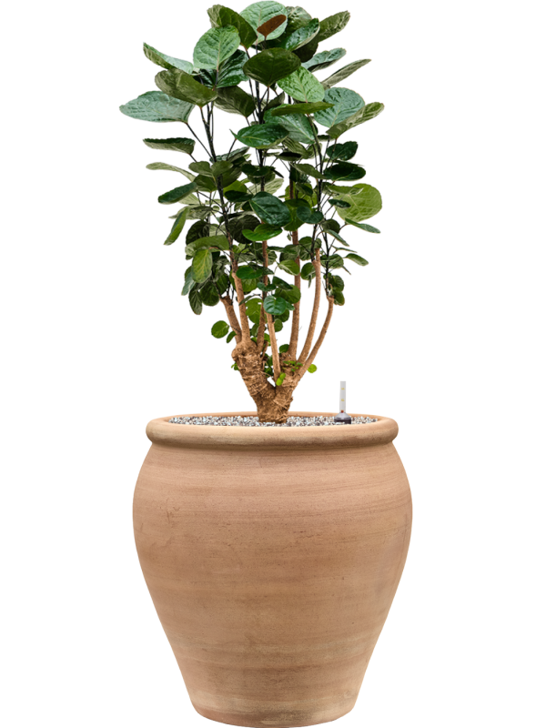 Aralia (Polyscias) 'Fabian' en Terra Antica, Private label