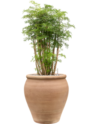 Aralia (Polyscias) 'Ming' en Terra Antica
