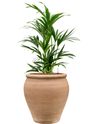 Kentia (Howea) forsteriana en Terra Antica