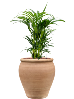 Kentia (Howea) forsteriana en Terra Antica