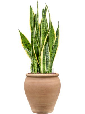 Sansevieria trifasciata 'Laurentii' en Terra Antica