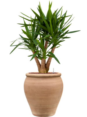 Yucca elephantipes en Terra Antica