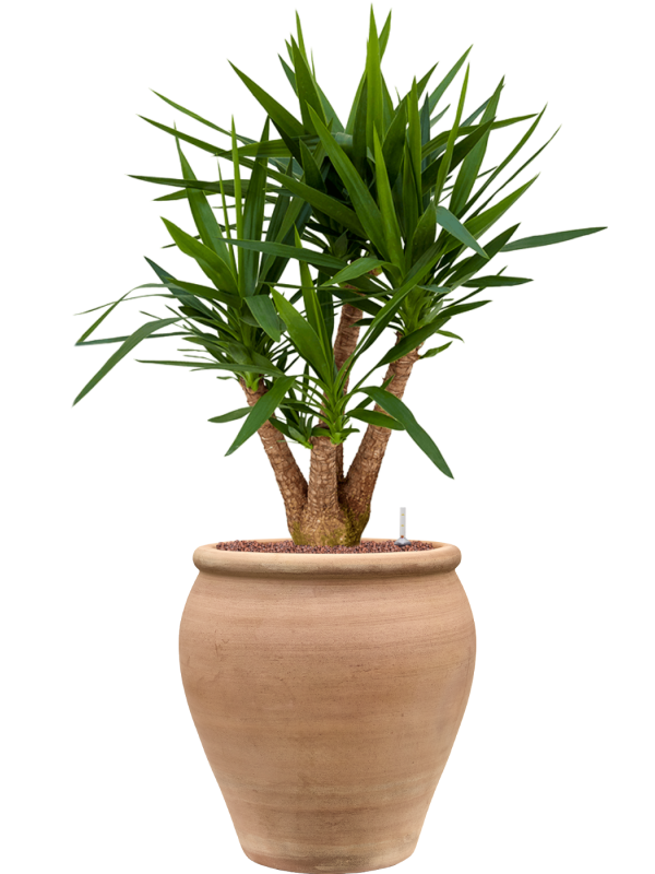 Yucca elephantipes en Terra Antica, Private label