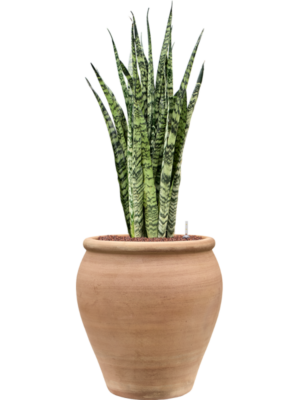 Sansevieria zeylanica en Terra Antica