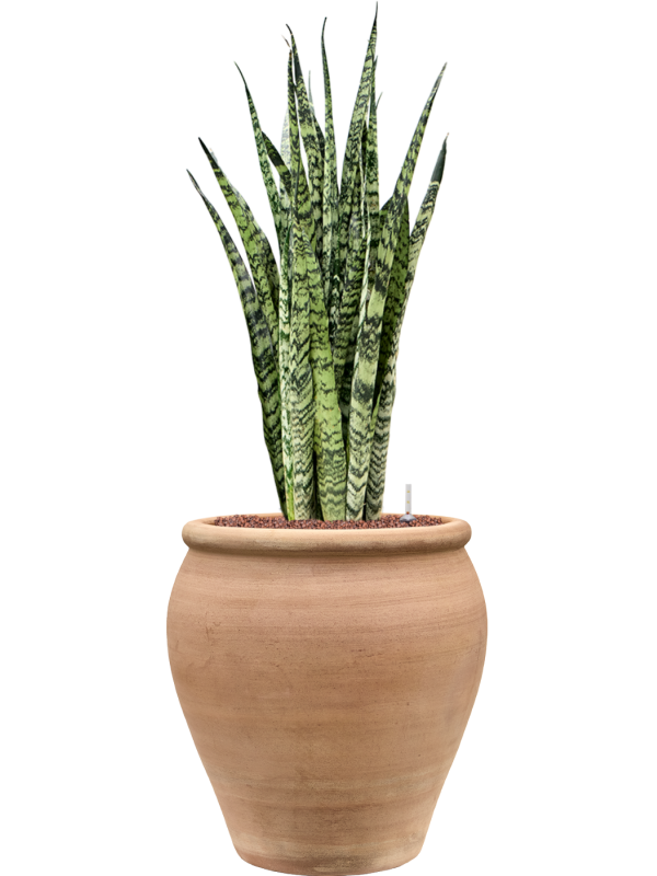 Sansevieria zeylanica en Terra Antica, Private label