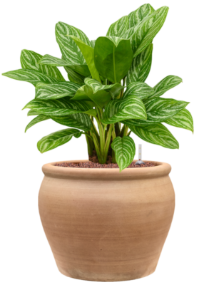 Aglaonema 'Stripes' en Terra Antica