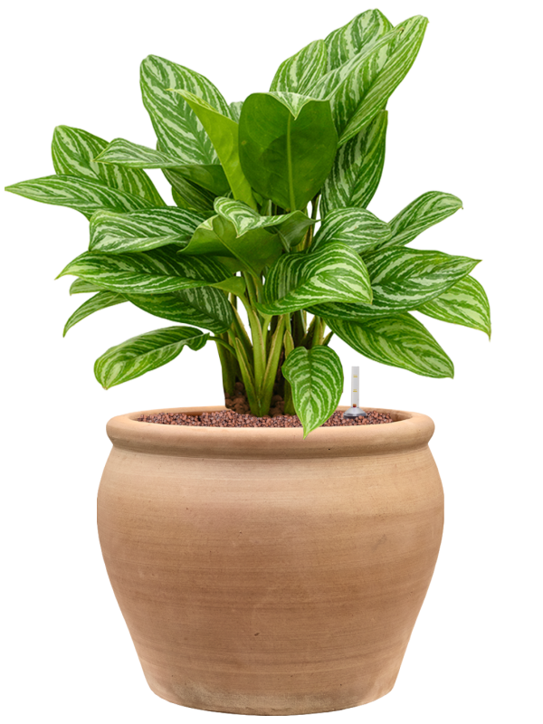Aglaonema 'Stripes' en Terra Antica, Private label