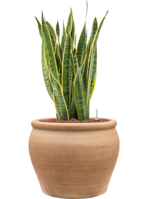 Sansevieria trifasciata 'Laurentii' en Terra Antica