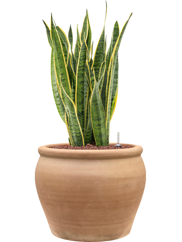 Sansevieria trifasciata 'Laurentii' en Terra Antica, Private label