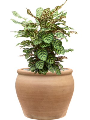 Calathea makoyana en Terra Antica