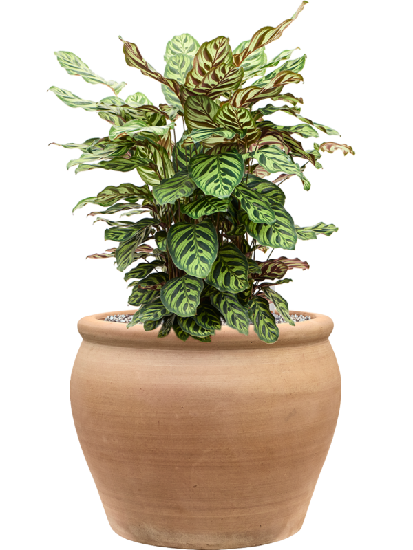Calathea makoyana en Terra Antica, Private label