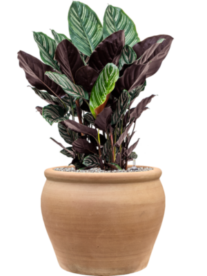 Calathea sanderiana en Terra Antica