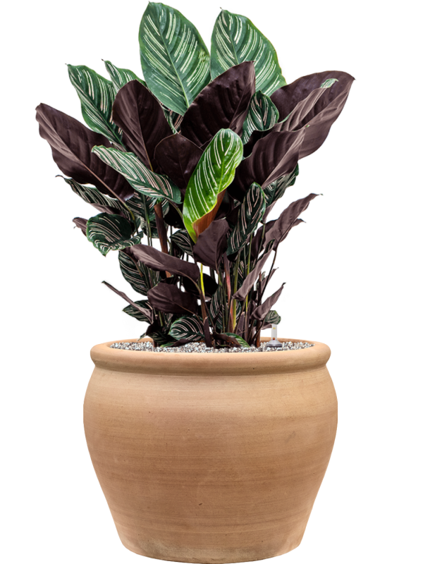 Calathea sanderiana en Terra Antica, Private label