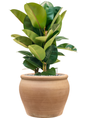 Ficus elastica 'Robusta' en Terra Antica