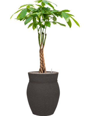 Pachira aquatica en Mediterranean