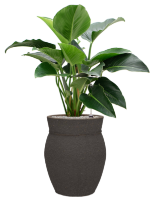 Philodendron 'Green Beauty' en Mediterranean