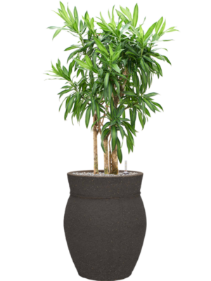 Pleomele reflexa 'Song of Jamaica' en Mediterranean