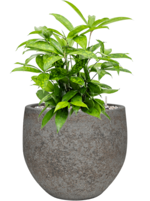 Dracaena surculosa en Cement & Stone