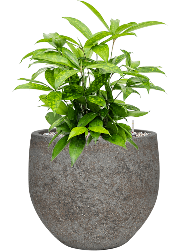 Dracaena surculosa en Cement & Stone, Pottery Pots