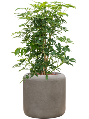Schefflera arboricola 'Compacta' en Baq Nucast