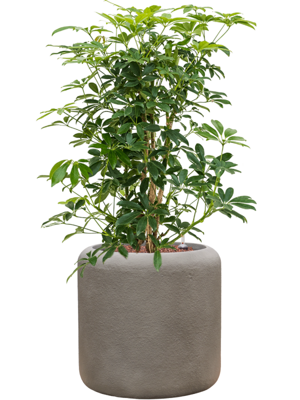 Schefflera arboricola 'Compacta' en Baq Nucast