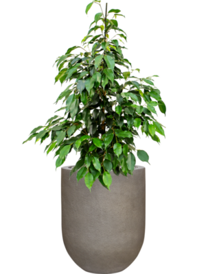 Ficus benjamina 'Danielle' en Baq Nucast