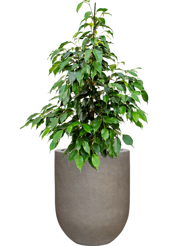 Ficus benjamina 'Danielle' en Baq Nucast