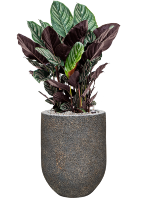 Calathea sanderiana en Baq Naturescast