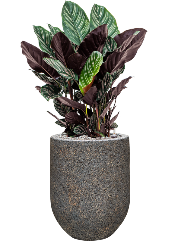 Calathea sanderiana en Baq Naturescast