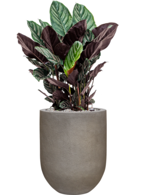 Calathea sanderiana en Baq Nucast
