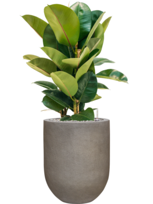 Ficus elastica 'Robusta' en Baq Nucast