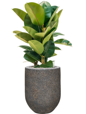 Ficus elastica 'Robusta' en Baq Naturescast