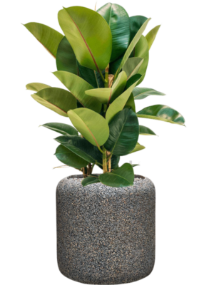 Ficus elastica 'Robusta' en Baq Naturescast