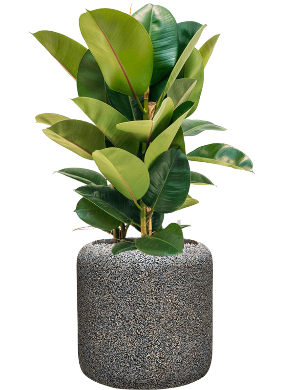 Ficus elastica 'Robusta' en Baq Naturescast