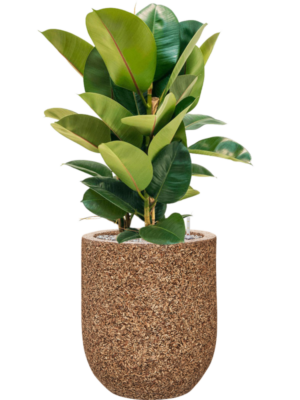 Ficus elastica 'Robusta' en Baq Naturescast