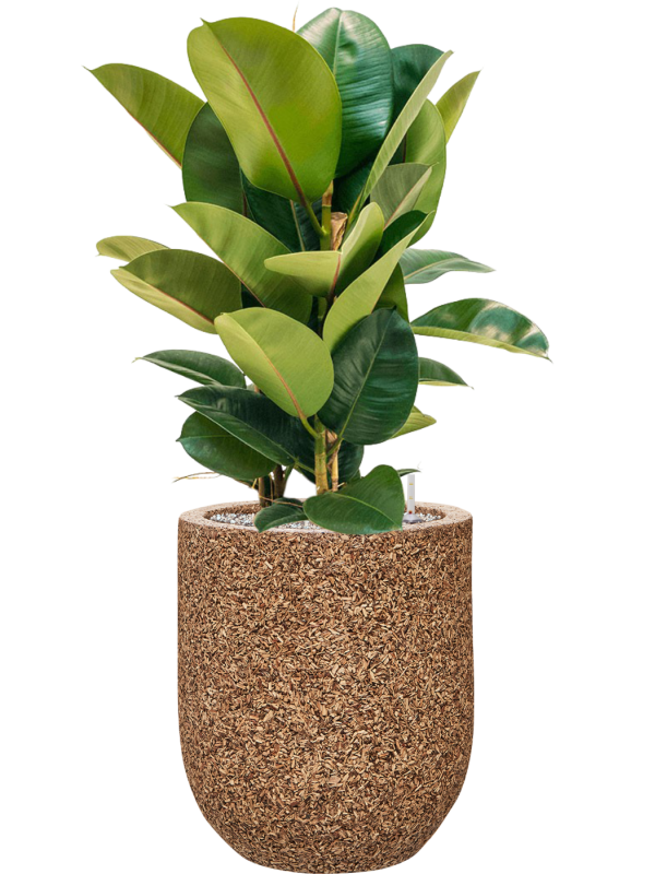 Ficus elastica 'Robusta' en Baq Naturescast