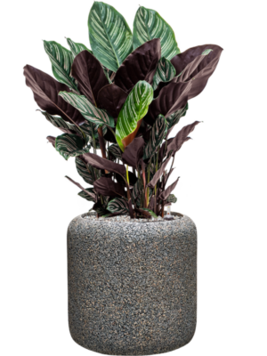 Calathea sanderiana en Baq Naturescast