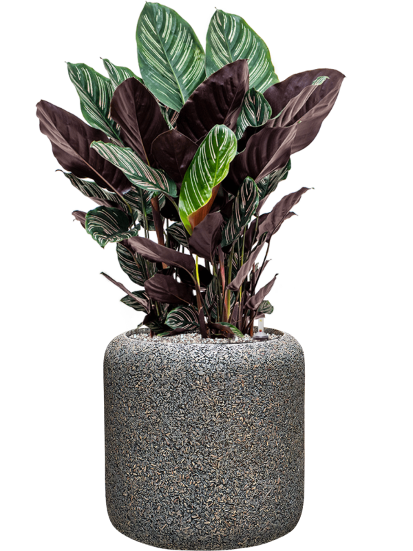 Calathea sanderiana en Baq Naturescast