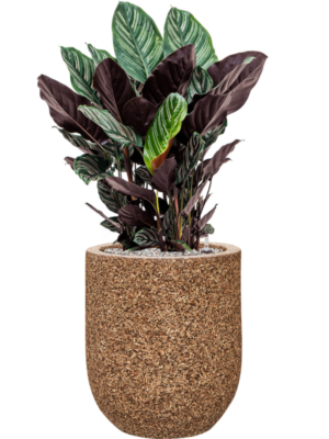 Calathea sanderiana en Baq Naturescast