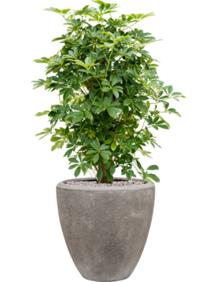 Schefflera arboricola 'Compacta' en Baq Polystone Plain