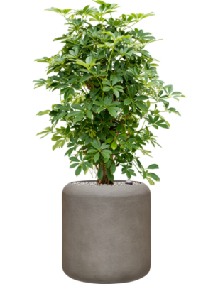 Schefflera arboricola 'Compacta' en Baq Nucast